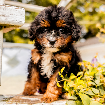 Tricolor-Bernedoodle