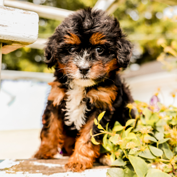 Tricolor-Bernedoodle