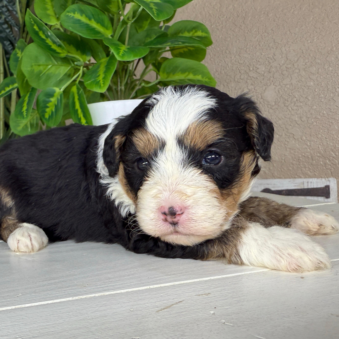Micro-Bernedoodle