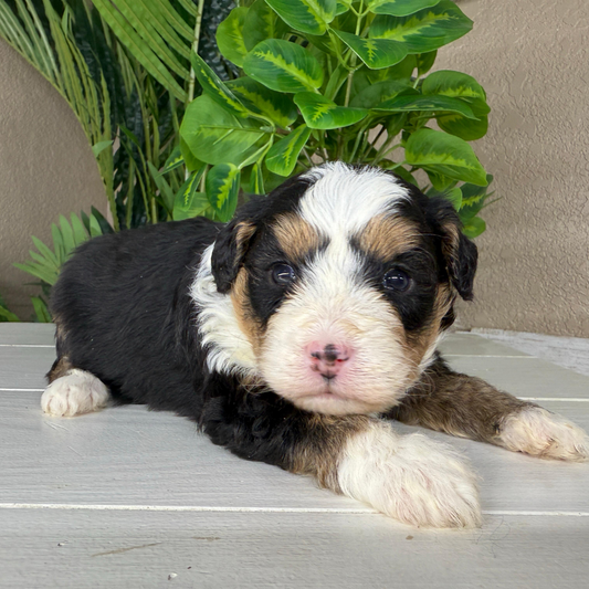 Micro-Bernedoodle