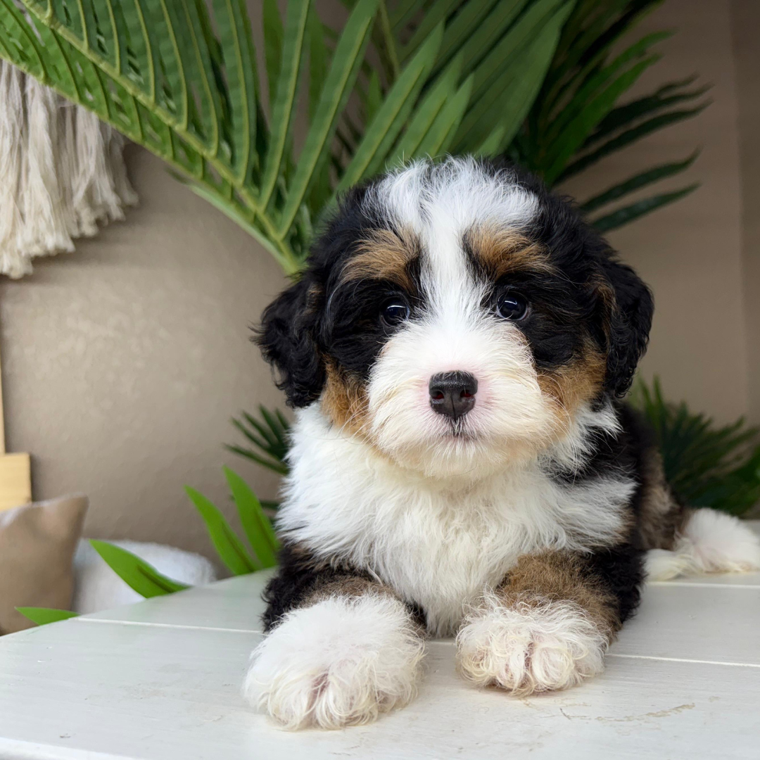 Micro-Bernedoodle