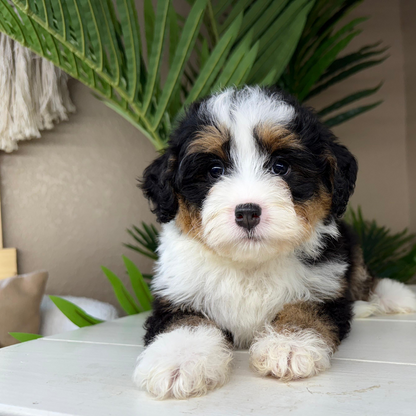 Micro-Bernedoodle