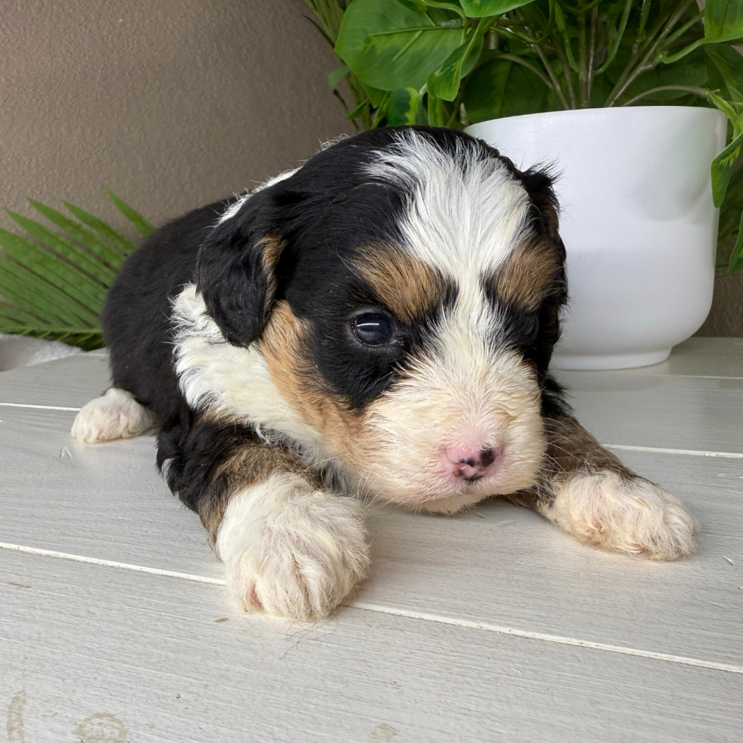 Micro-Bernedoodle
