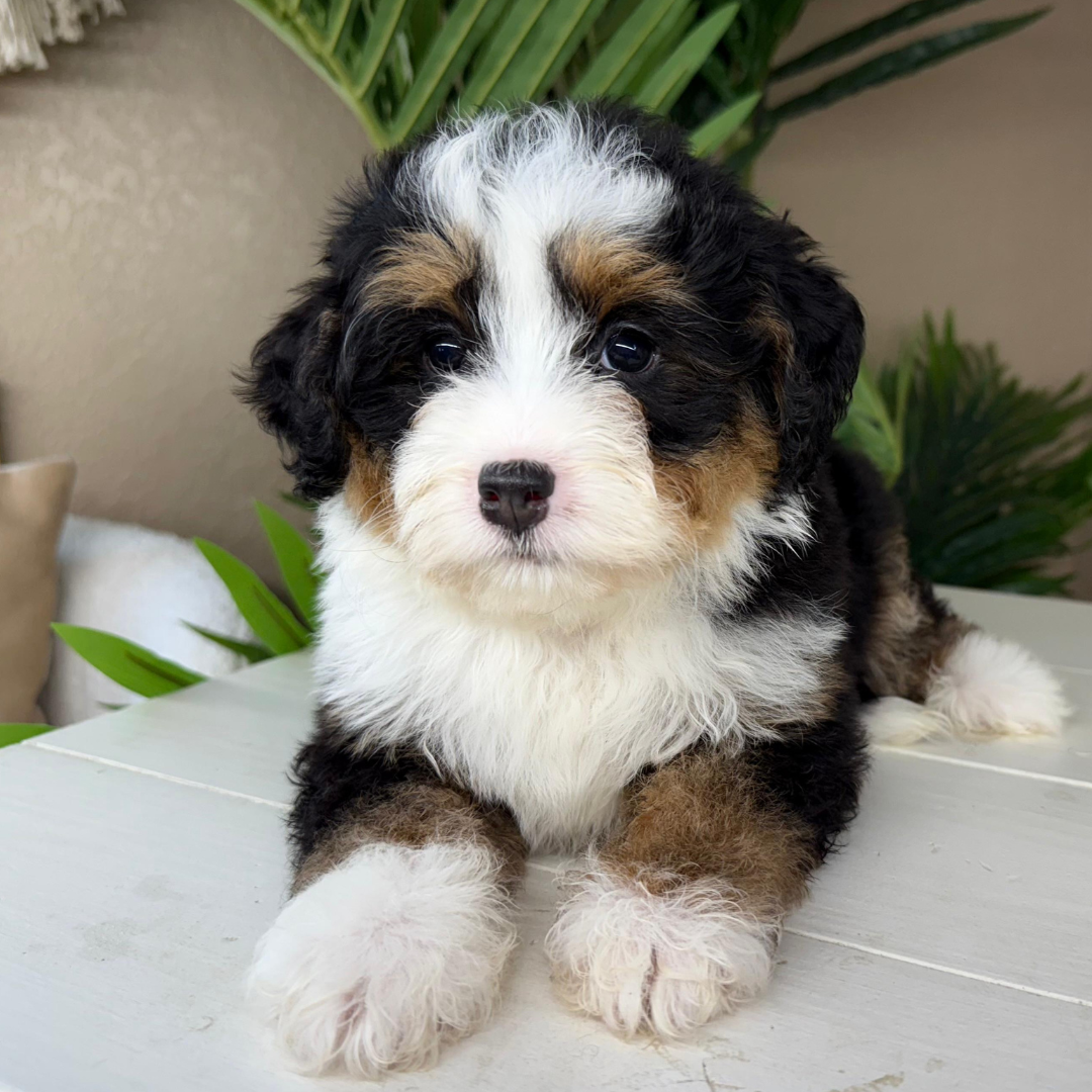 Micro-Bernedoodle