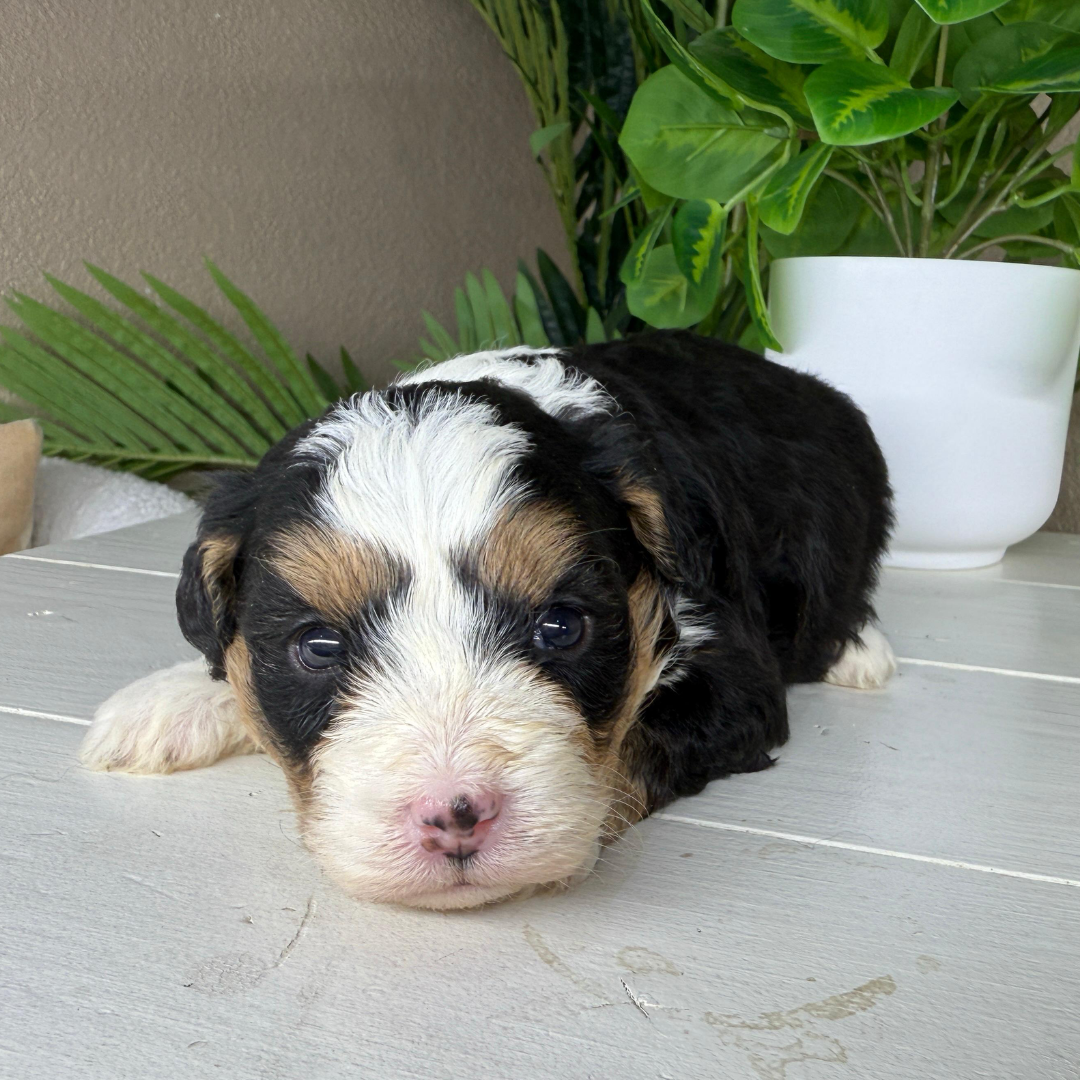 Micro-Bernedoodle