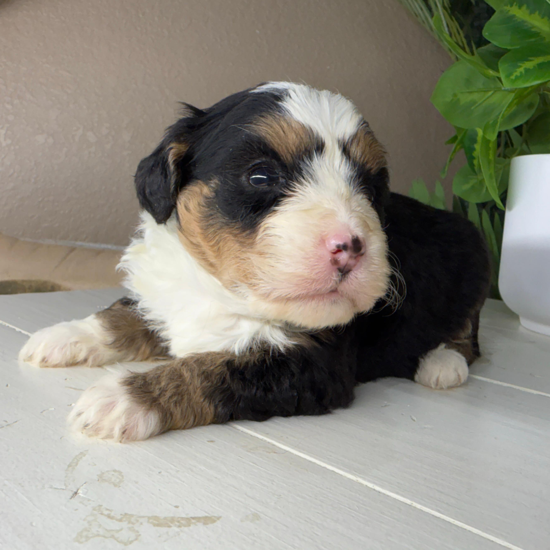 Micro-Bernedoodle