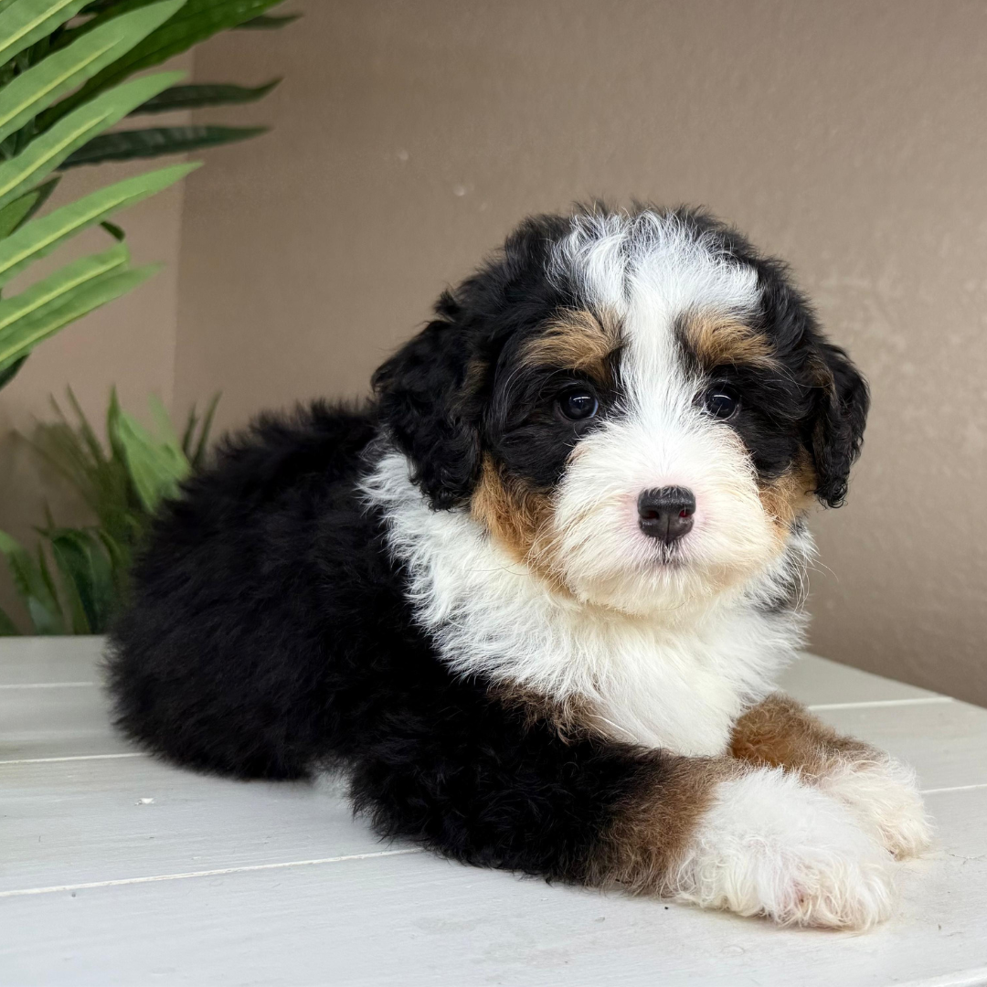 Micro-Bernedoodle