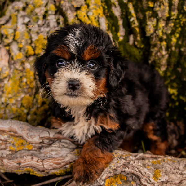 Bernedoodle-Breeder-Indiana