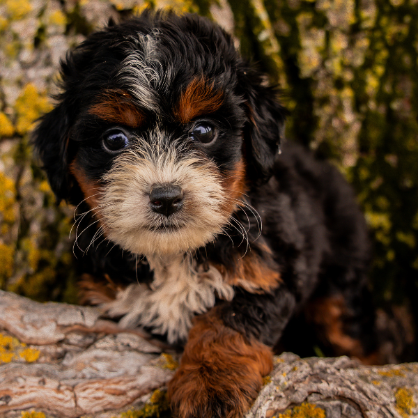 Bernedoodle-Breeder-Indiana