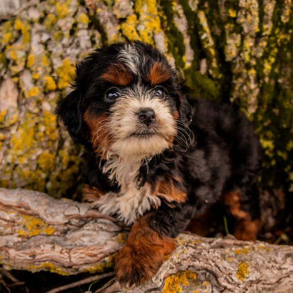 Bernedoodle-Breeder-Indiana