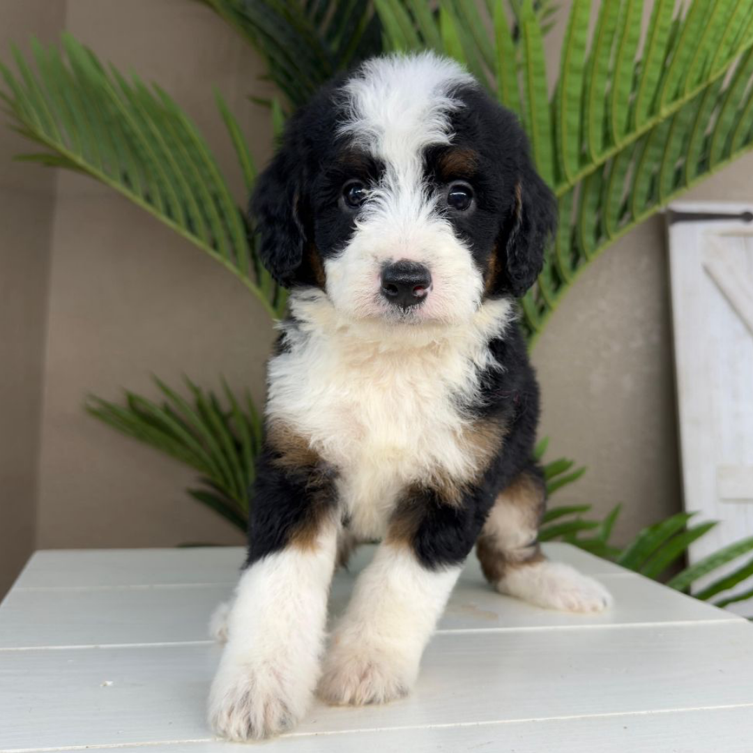 Tricolor-Bernedoodle