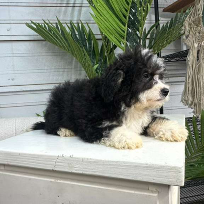 Bernedoodles