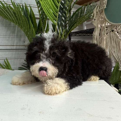 Bernedoodles