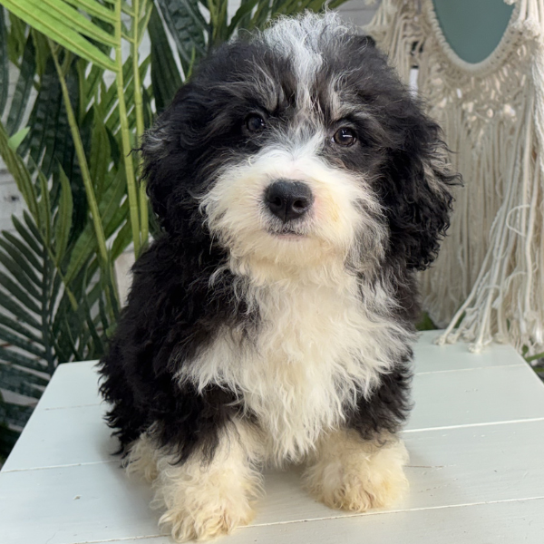 Best-Bernedoodle-Breeder