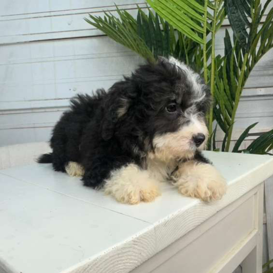 Bernedoodles