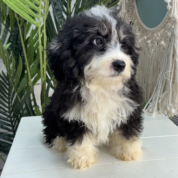 Best-Bernedoodle-Breeder