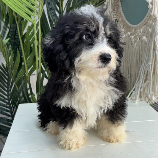 Best-Bernedoodle-Breeder