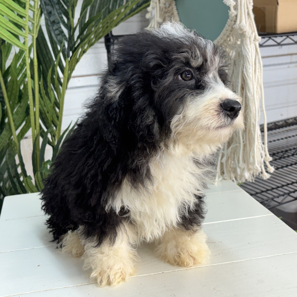 Best-Bernedoodle-Breeder