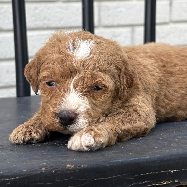 Goldendoodle-Pups