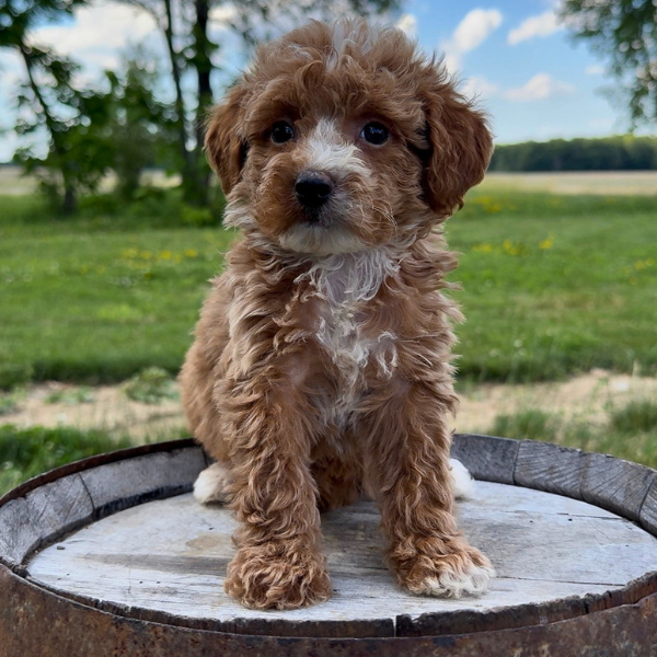 Goldendoodle-Pup