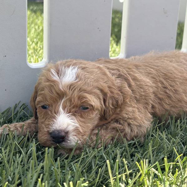 Goldendoodle-Pups