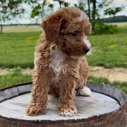 Goldendoodle-Pup