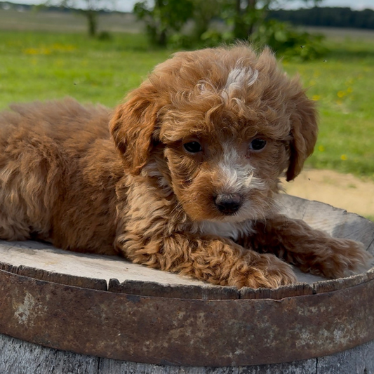 Goldendoodle-Pup