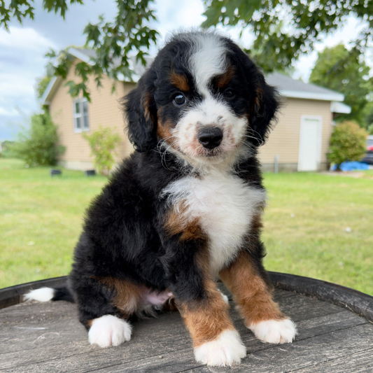 Micro-Bernedoodles