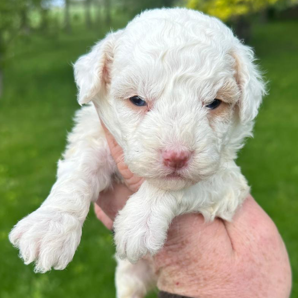 Micro-Bernedoodle