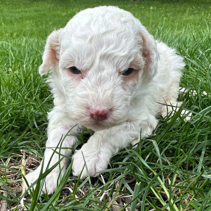 Micro-Bernedoodle