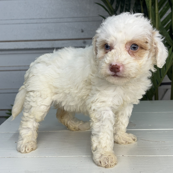 Micro-Bernedoodle-Blue-Eyes