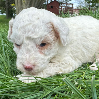 Micro-Bernedoodle