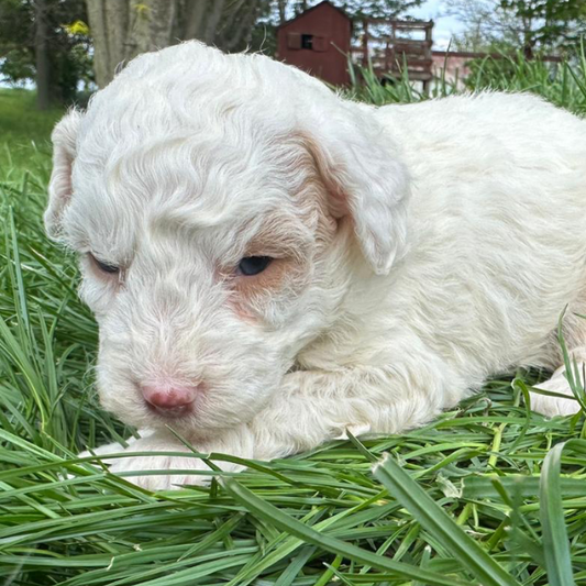 Micro-Bernedoodle