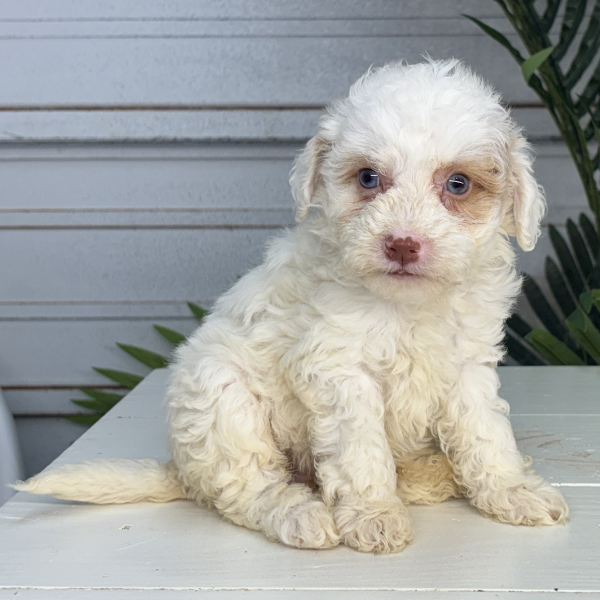 Micro-Bernedoodle-Blue-Eyes