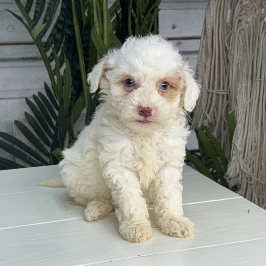 Micro-Bernedoodle-Blue-Eyes