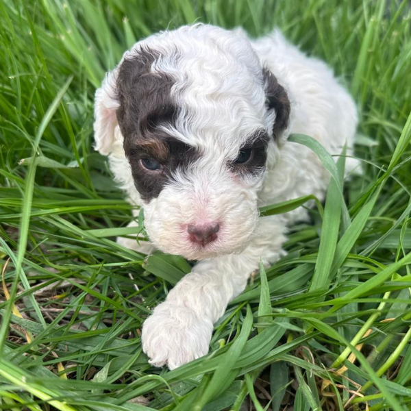 Micro-Bernedoodle
