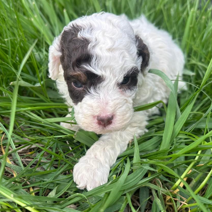 Micro-Bernedoodle