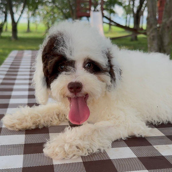 Chocolate-Bernedoodle