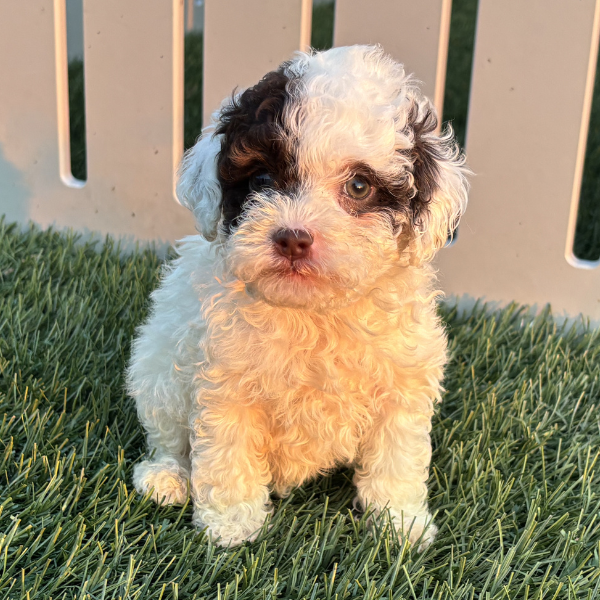 Micro-Bernedoodle