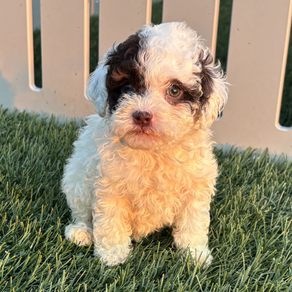 Micro-Bernedoodle