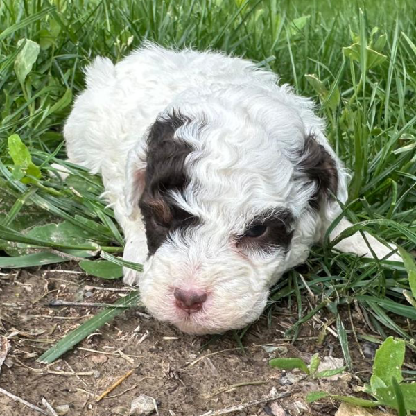 Micro-Bernedoodle