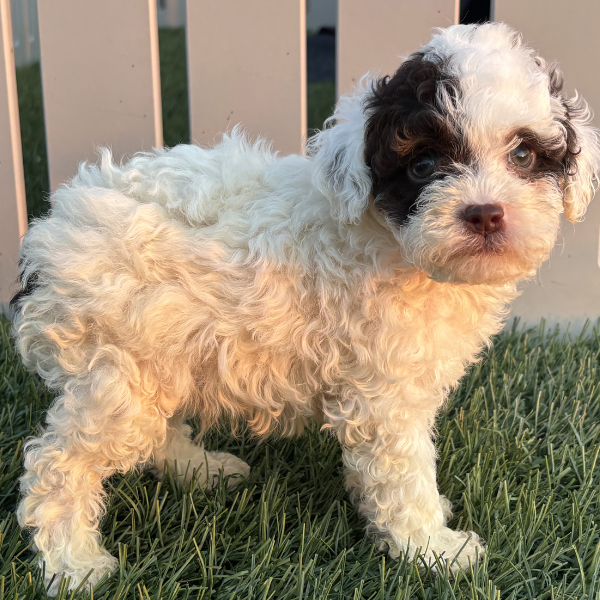 Micro-Bernedoodle