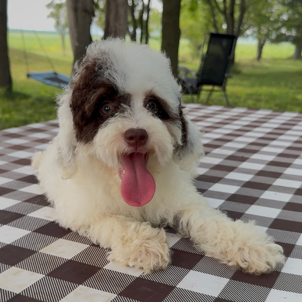 Chocolate-Bernedoodle