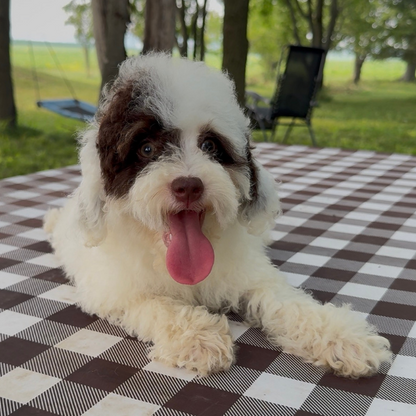 Chocolate-Bernedoodle