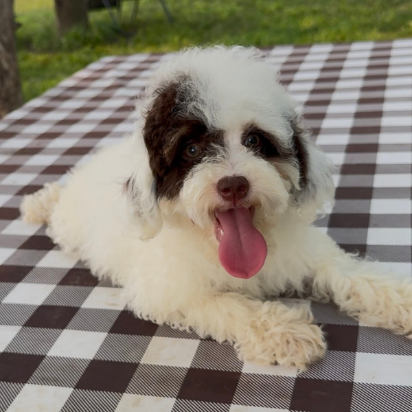 Chocolate-Bernedoodle