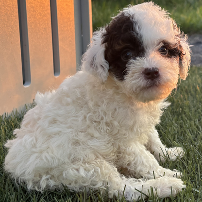 Micro-Bernedoodle