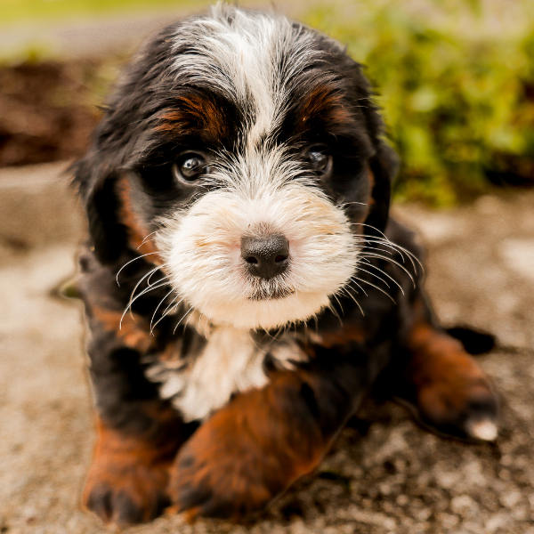 Micro-Bernedoodle
