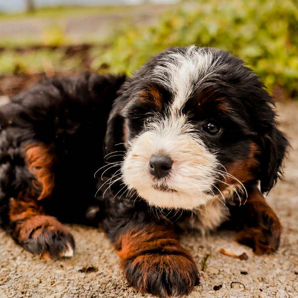 Micro-Bernedoodle