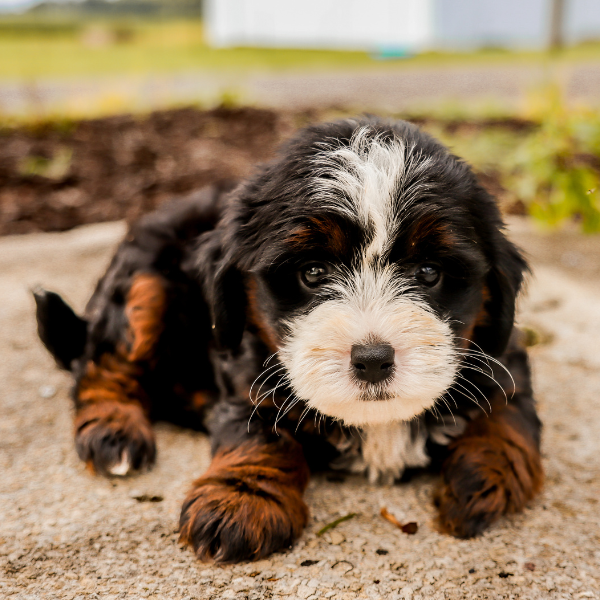 Micro-Bernedoodle