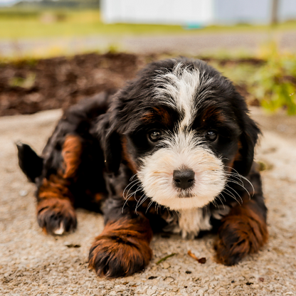 Micro-Bernedoodle